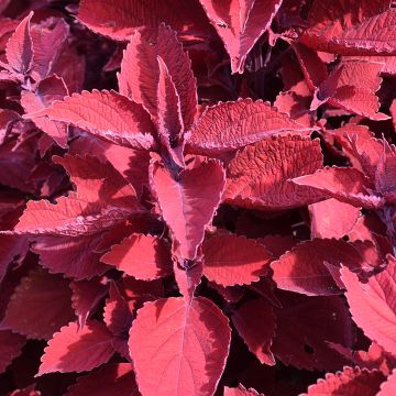 Coleus, Main Street 'Ruby Slippers'