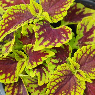 Coleus, 'Coleosaurus'