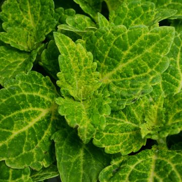 Coleus, ChargedUp™ 'Electric Lime®'