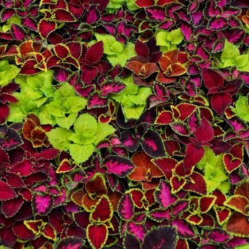 Coleus, Wizard® Mix