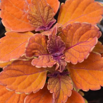 Coleus, 'Inferno'