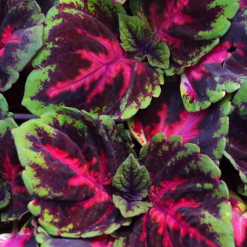 Coleus, Kong® 'Red'