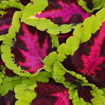 Coleus, Kong® 'Rose'