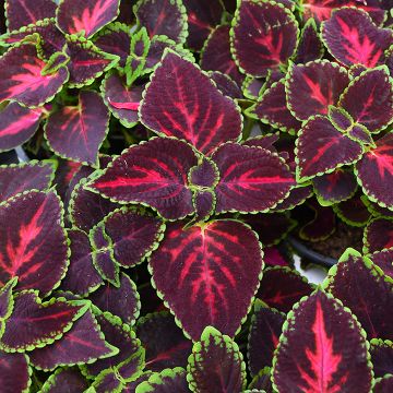 Coleus, Main Street 'Orchard Road'