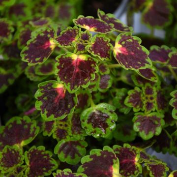 Coleus, Trailing 'Iguazu'