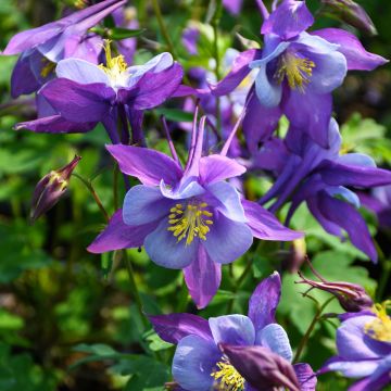 Aquilegia, Columbine 'Earlybird™ Purple and Blue'
