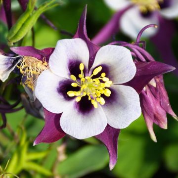 Aquilegia, Columbine 'Earlybird™ Purple and White'