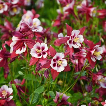 Aquilegia, Columbine 'Earlybird™ Red and White'