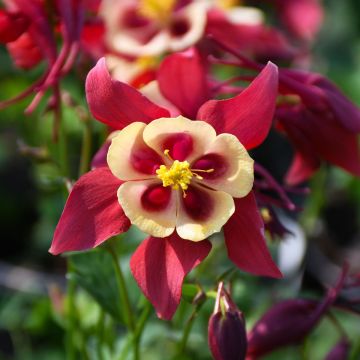 Aquilegia, Columbine 'Earlybird™ Red and Yellow'