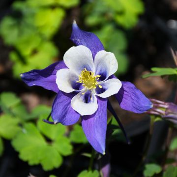 Aquilegia, Columbine Kirigami™ 'Deep Blue and White'