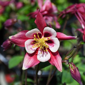 Aquilegia, Columbine Kirigami™ 'Deep Red and White'