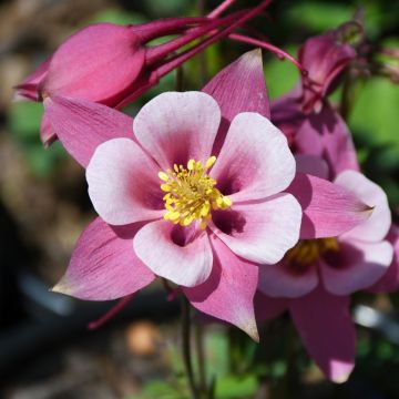 Aquilegia, Columbine Kirigami™ 'Rose and Pink'