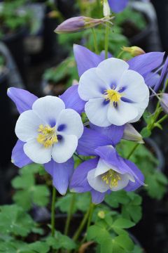 Aquilegia, Columbine 'Swan Blue and White'