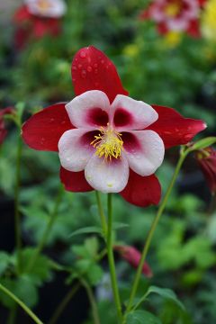 Aquilegia, Columbine 'Swan Red and White'