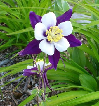 Aquilegia, Columbine 'Swan Violet and White'