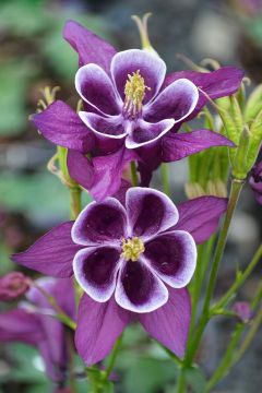 Aquilegia, Columbine 'Winky Purple'