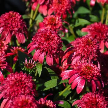 Echinacea, Coneflower 'Double Scoop™ Cranberry'