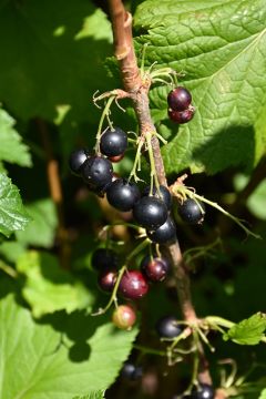 Ribes, Black Currant 'Consort'