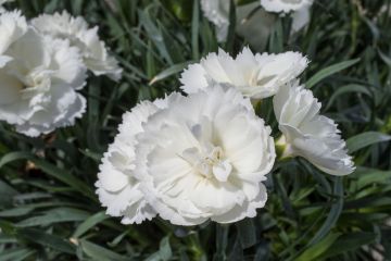 Dianthus, Constant Beauty® 'White'