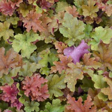 Heuchera, Bicolor Leaf Coral Bells 'Marmalade'