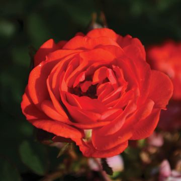 Rosa, Shrub Rose 'Coral Drift®'