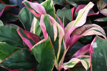 Cordyline Fruticosa 'Bolero'