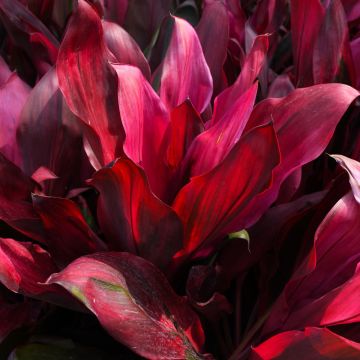 Cordyline Fruticosa 'Cathy Ann'