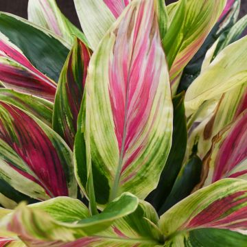 Cordyline Fruticosa 'Exotica'