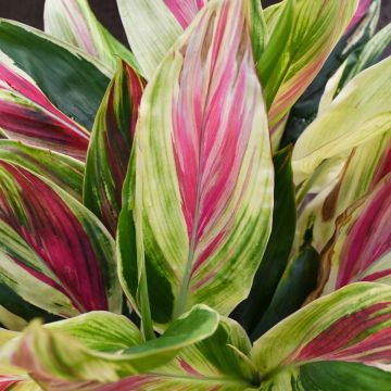 Cordyline, Exotica (Houseplant)