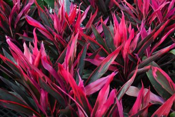 Cordyline Fruticosa 'Hot Pepper'