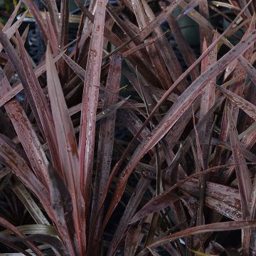 Cordyline, Red Star