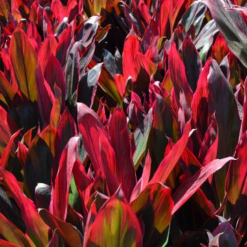 Cordyline, Tropical Red