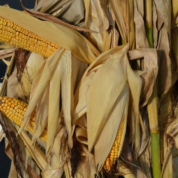 Corn Stalk Bundles, Natural