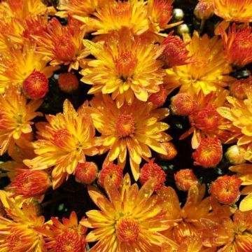 Chrysanthemum, Novelty Fall Mum 'Cracklin Golden Yellow'