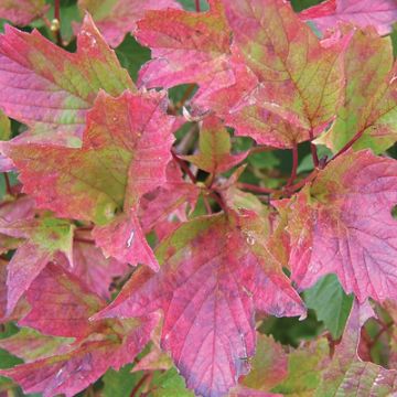 Viburnum, American Cranberrybush 'Bailey Compact'