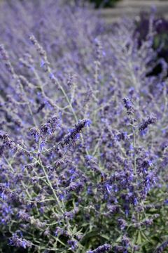 Perovskia, Russian Sage 'Crazy Blue'