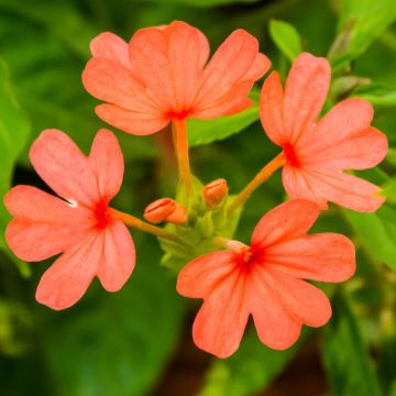 Crossandra, Firecracker Flower
