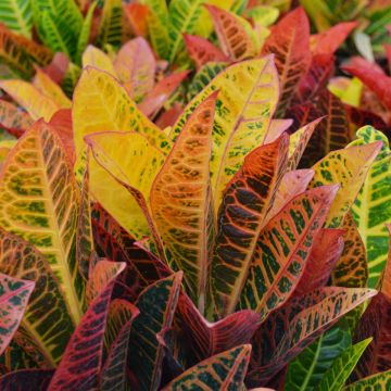 Codiaeum, Variegated Croton 'Petra'