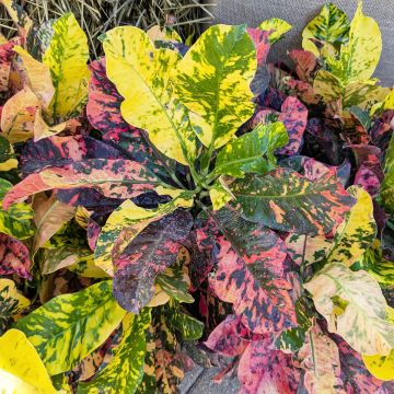 Codiaeum, Variegated Croton 'Magnificent'
