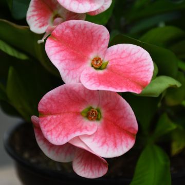 Euphorbia Milii 'Charlotte'