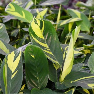 Ctenanthe Lubbersiana, Prayer Plant 'Never-Never'