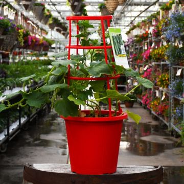 Cucumis, Cucumber Patio Planter with Trellis