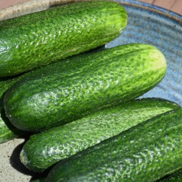 Cucumber, Pickling