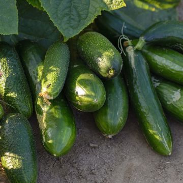 Cucumber, Slicing