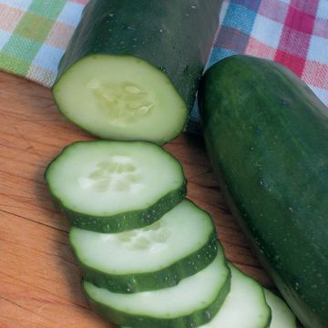 Cucumis, Cucumber 'Burpless'