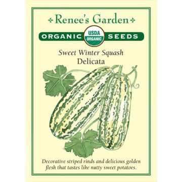 Cucurbita, Squash (Winter), Sweet Delicata ~ 38 seeds
