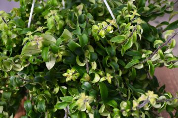 Aeschynanthus Radicans, Lipstick Plant 'Curly'