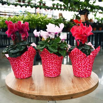 Cyclamen in Valentine Cover
