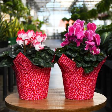 Cyclamen with Foil Cover