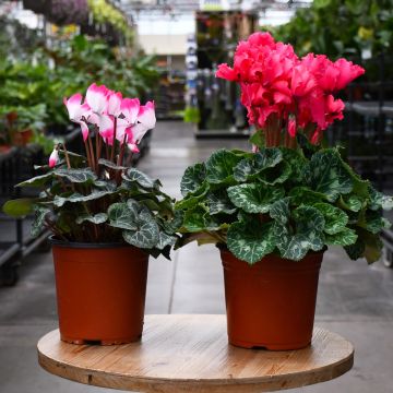 Cyclamen in Bare Pot
